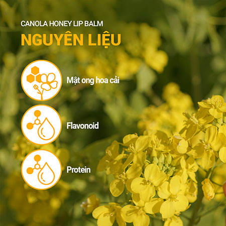 Son dưỡng ẩm không màu INNISFREE Canola Honey Lip Balm 3.5 g
