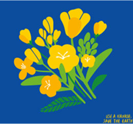 Mùa xuân ở Jeju - Hoa cải dầu vàng rung