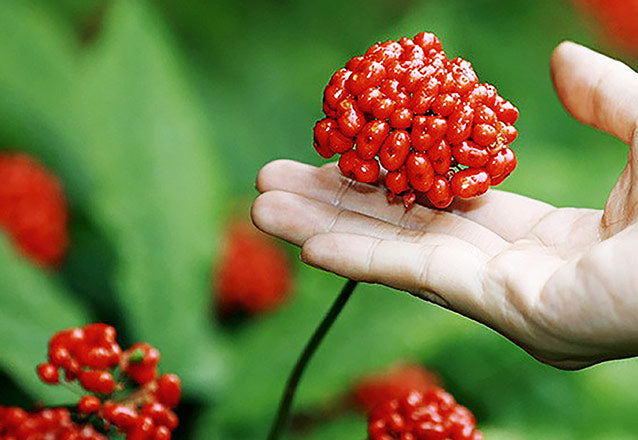 Theo đuổi vẻ đẹp đích thực